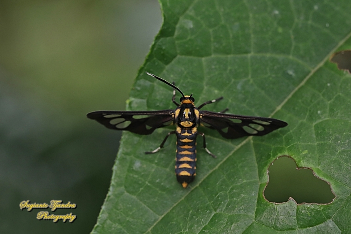 Orange spotted Tiger Moth - Amata huebneri (Huebner's Wasp Moth)  Amata huebneri,Geotagged,Hübner's Wasp Moth,Indonesia,Summer
