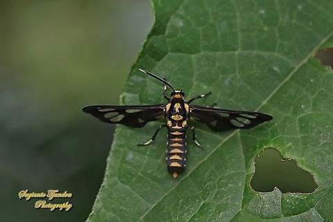 Orange spotted Tiger Moth - Amata huebneri (Huebner's Wasp Moth)  Amata huebneri,Geotagged,Hübner's Wasp Moth,Indonesia,Summer