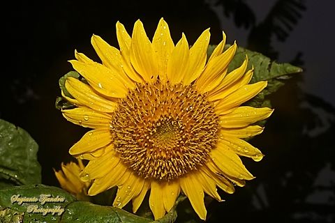 Common Sunflower, Helianthus annuus  Geotagged,Helianthus annuus,Indonesia,Spring