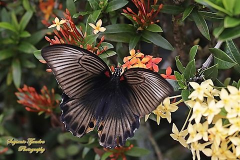Great Mormon Butterfly, Papilio memnon memnon "sucking nectar on the Jungle geranium flowers, Ixora coccinea, family Rubiaceae"  Geotagged,Great Mormon,Indonesia,Papilio memnon,Summer
