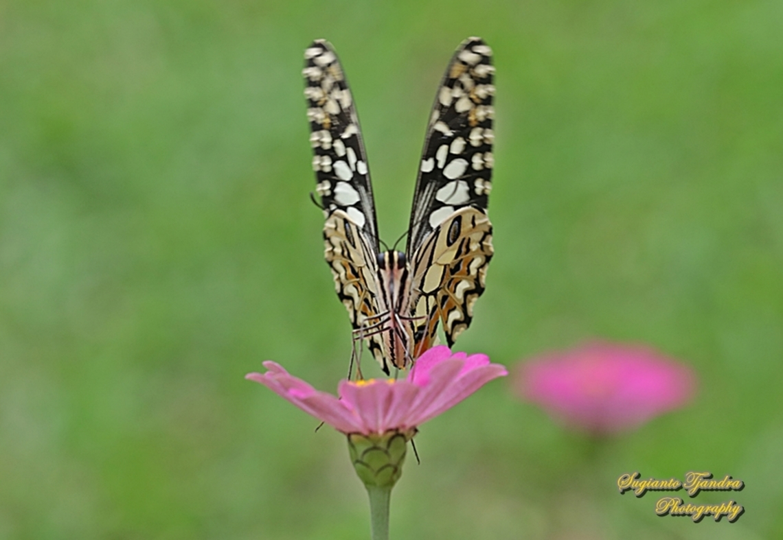 Common Lime butterfly (Papilio demoleus) "sucking nectar on the Zinnia flower"  Geotagged,Indonesia,Lime Swallowtail,Papilio demoleus,Summer