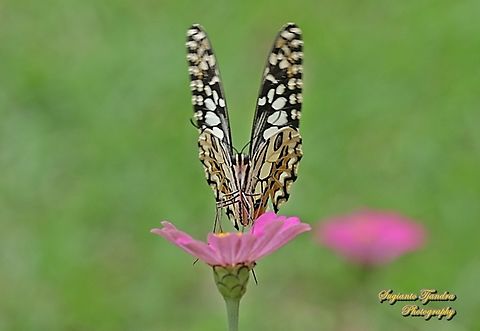 Common Lime butterfly (Papilio demoleus) "sucking nectar on the Zinnia flower"  Geotagged,Indonesia,Lime Swallowtail,Papilio demoleus,Summer