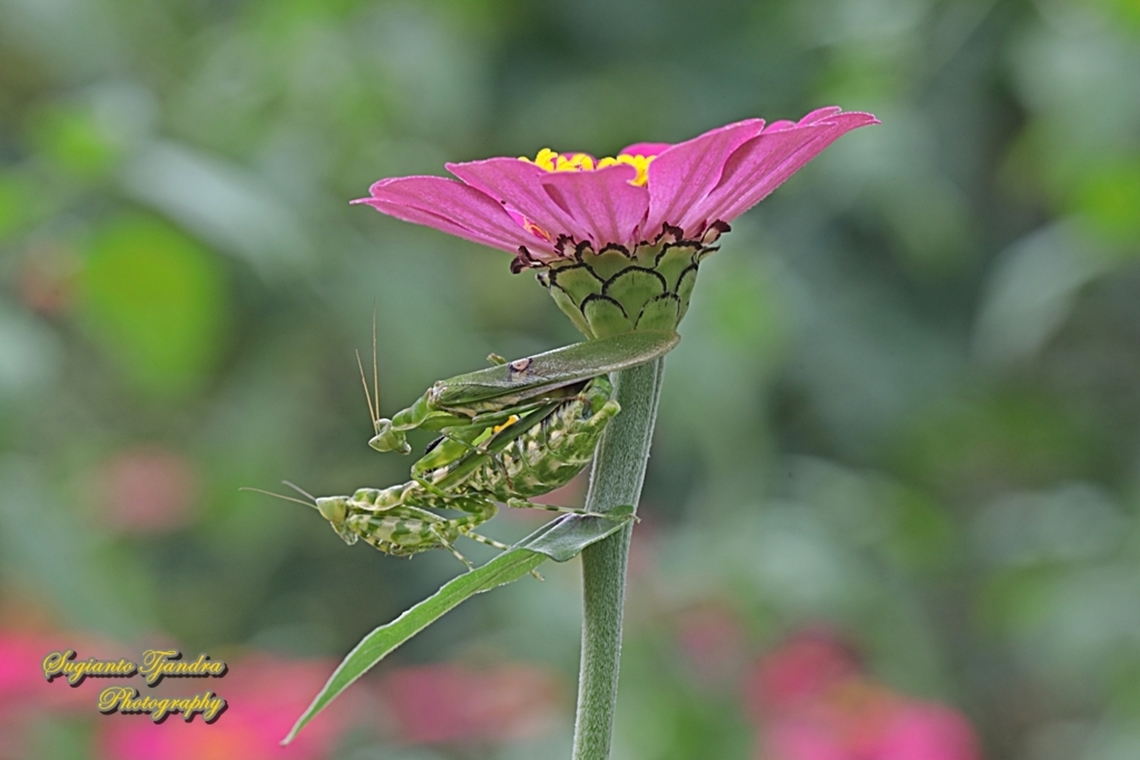 Flower mantis, Creobroter Sp "Mating under Zinnia flower"  Geotagged,Indonesia,Summer