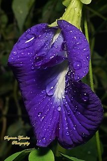 Kembang Telang, Blue Pea flower, Clitoria ternatea  Butterfly-pea,Clitoria ternatea,Geotagged,Indonesia,Spring