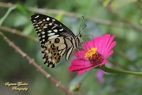 Common Lime butterfly (Papilio demoleus) "sucking nectar on the Zinnia flower"  Geotagged,Indonesia,Lime Swallowtail,Papilio demoleus,Summer