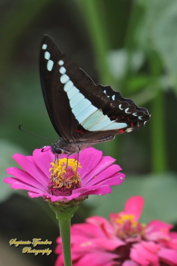 Common Bluebottle (Graphium sarpedon luctatius) "sucking nectar on the Zinnia flower"  Common Bluebottle,Geotagged,Graphium sarpedon,Indonesia,Summer