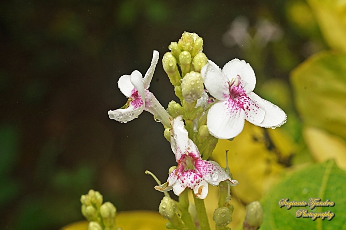 Golden pseuderanthemum flower, Pseuderanthemum reticulatum  Geotagged,Indonesia,Pseuderanthemum reticulatum,Summer,Yellow-Vein Eranthemum