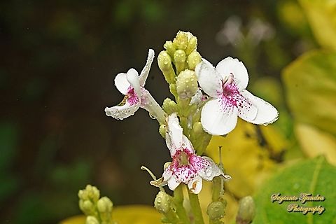 Golden pseuderanthemum flower, Pseuderanthemum reticulatum  Geotagged,Indonesia,Pseuderanthemum reticulatum,Summer,Yellow-Vein Eranthemum
