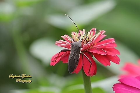 Leaf-footed Bug, Cletus sp. ( Family Coreidae) "standing on the Zinnia flower"  Geotagged,Indonesia,Summer