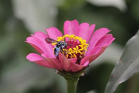 Neon Cloak-and-dagger Bee, Thyreus nitidulus "sucking nectar on the Zinnia flower"  Geotagged,Indonesia,Neon cuckoo bee,Summer,Thyreus nitidulus