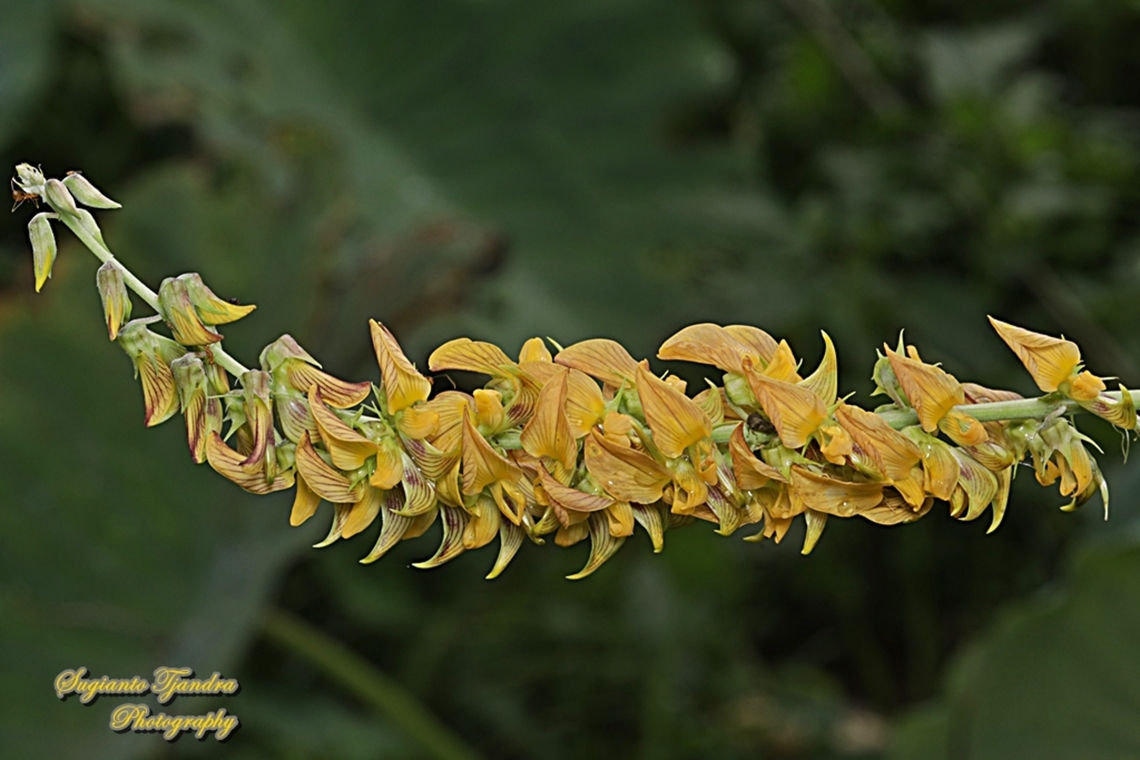 Bunga Orok-orok, Rattle Pods flower, Crotalaria pallida  Crotalaria pallida,Geotagged,Indonesia,Streaked Rattlepod,Summer