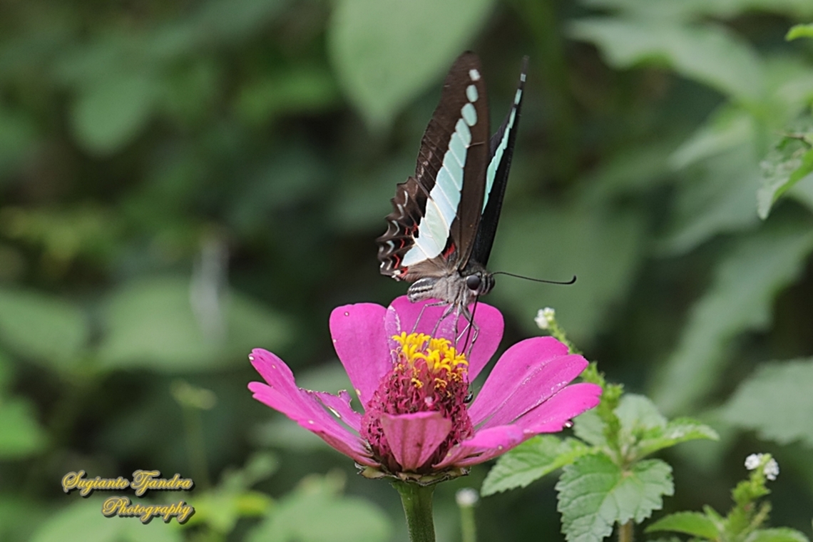 Common Bluebottle (Graphium sarpedon luctatius) "sucking nectar on the Zinnia flower"  Common Bluebottle,Geotagged,Graphium sarpedon,Indonesia,Summer