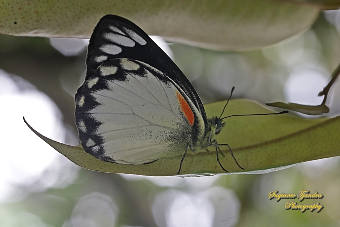 The Jezebel, Delias belisama belisama  Delias belisama,Geotagged,Indonesia,Summer