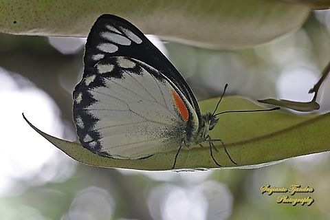 The Jezebel, Delias belisama belisama  Delias belisama,Geotagged,Indonesia,Summer