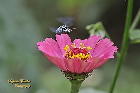 Neon Cloak-and-dagger Bee, Thyreus nitidulus "looking for nectar on the Zinnia flower"  Geotagged,Indonesia,Neon cuckoo bee,Summer,Thyreus nitidulus