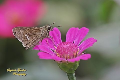 Skipper butterfly, Parnara Sp. "Standing on the Zinnia flower  Geotagged,Indonesia,Summer