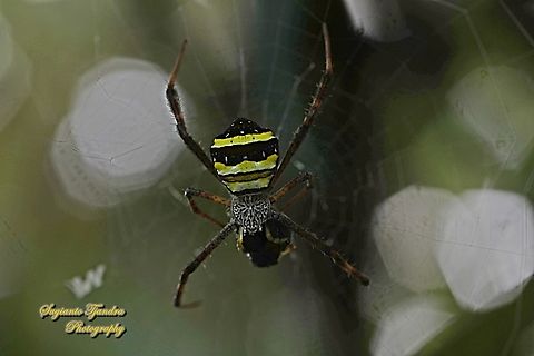 The Multi-coloured Saint Andrew's Cross Spider, Argiope Versicolor, family Araneidae w/prey  Argiope Versicolor,Argiope versicolor,Geotagged,Indonesia,Summer