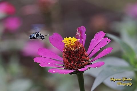 Neon Cloak-and-dagger Bee, Thyreus nitidulus "looking for nectar on the Zinnia flower"  Geotagged,Indonesia,Neon cuckoo bee,Summer,Thyreus nitidulus
