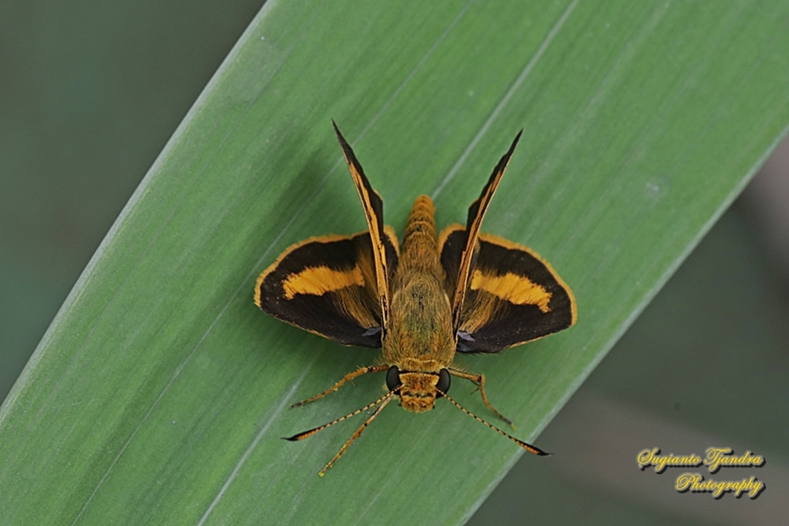 Skipper Butterfly - The Lesser Dart, Potanthus omaha  Geotagged,Indonesia,Lesser dart,Potanthus omaha,Summer