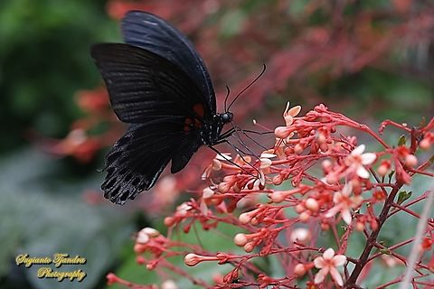 Great Mormon Butterfly, Papilio memnon memnon - Male "sucking nectar on the Bunga Pagoda/ Pagoda flower, Clerodendrum paniculatum"  Geotagged,Great Mormon,Indonesia,Papilio memnon,Summer
