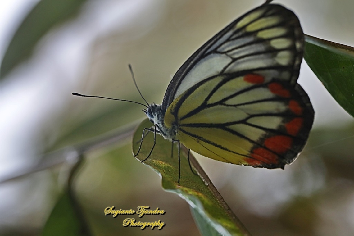 The Painted Jezebel, Delias hyparete hyparete  Delias hyparete,Geotagged,Indonesia,Painted Jezebel,Summer