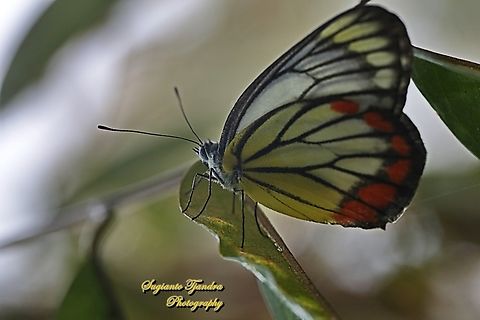 The Painted Jezebel, Delias hyparete hyparete  Delias hyparete,Geotagged,Indonesia,Painted Jezebel,Summer