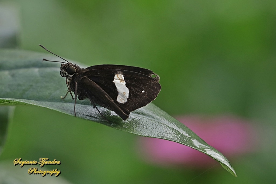 Skipper Butterfly, Common Banded Demon, Notocrypta paralysos  Common banded demon,Geotagged,Indonesia,Notocrypta paralysos,Summer
