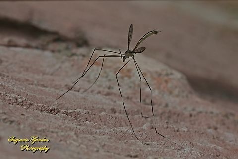 Crane fly, Hexatoma sp (family Limoniidae)  Geotagged,Indonesia,Summer