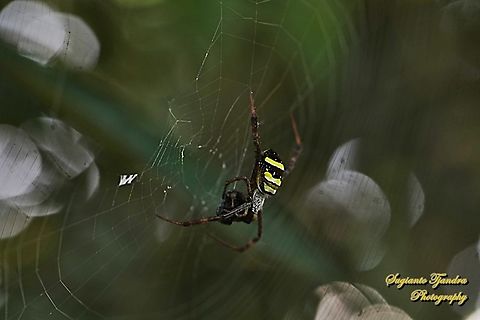 The Multi-coloured Saint Andrew's Cross Spider, Argiope Versicolor, family Araneidae w/prey  Argiope versicolor,Geotagged,Indonesia,Multi-coloured Saint Andrew's Cross Spider,Summer