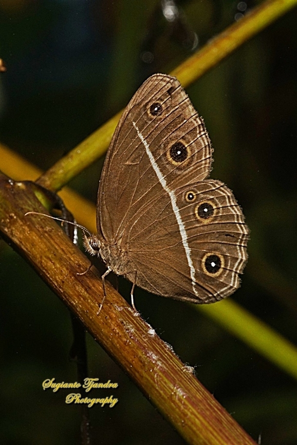 Dark Grass-brown, Orsotriaena medus cinerea  Dark grass-brown,Geotagged,Indonesia,Orsotriaena medus,Summer