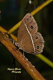 Dark Grass-brown, Orsotriaena medus cinerea  Dark grass-brown,Geotagged,Indonesia,Orsotriaena medus,Summer