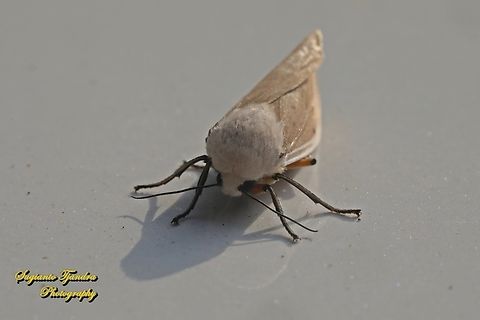 Clouded Tiger Moth, Creatonotos transiens, family Erebidae  Creatonotos transiens,Geotagged,Indonesia,Summer