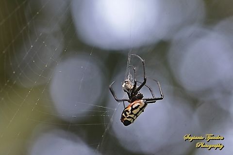 The pear-shaped leucauge Spider, Opadometa fastigata, family Tetragnathidae w/prey  Geotagged,Indonesia,Opadometa fastigata,Pear-shaped Opadometa,Summer