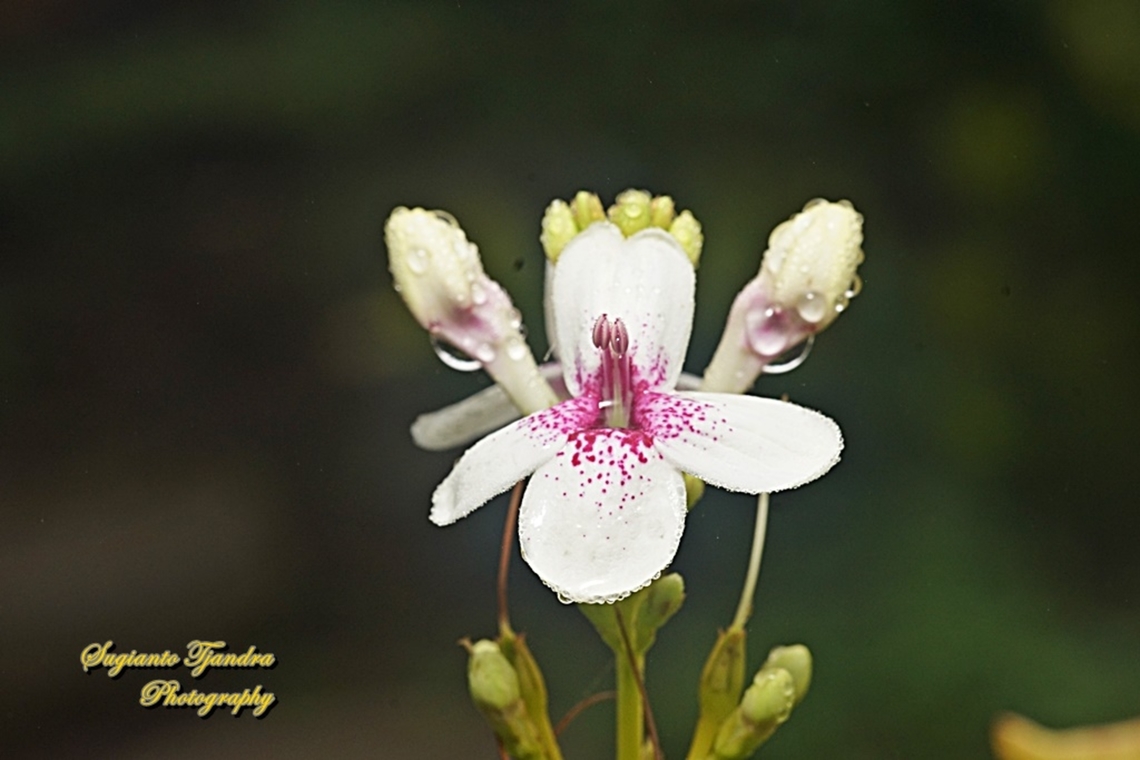 Golden pseuderanthemum flower, Pseuderanthemum reticulatum  Geotagged,Indonesia,Pseuderanthemum reticulatum,Summer,Yellow-Vein Eranthemum