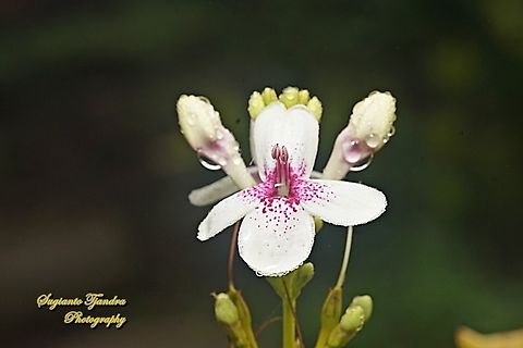 Golden pseuderanthemum flower, Pseuderanthemum reticulatum  Geotagged,Indonesia,Pseuderanthemum reticulatum,Summer,Yellow-Vein Eranthemum