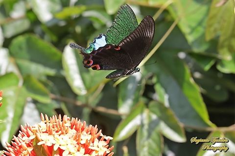 The Jungle Jade, Papilio karna karna, family Papilionidae "flying over the Jungle geranium flower, Ixora coccinea"  Geotagged,Indonesia,Jungle Jade Swallowtail,Papilio karna,Summer