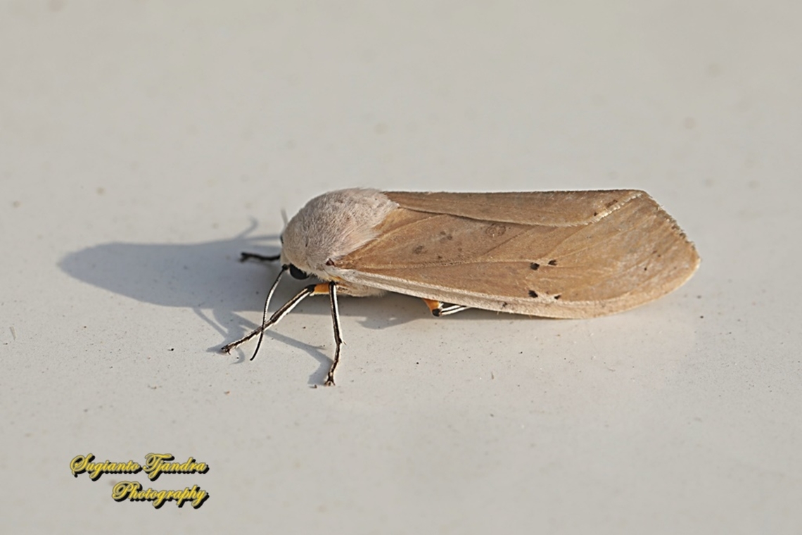 Clouded Tiger Moth, Creatonotos transiens, family Erebidae  Creatonotos transiens,Geotagged,Indonesia,Summer