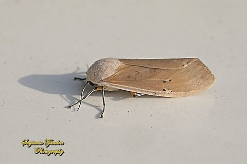 Clouded Tiger Moth, Creatonotos transiens, family Erebidae  Creatonotos transiens,Geotagged,Indonesia,Summer