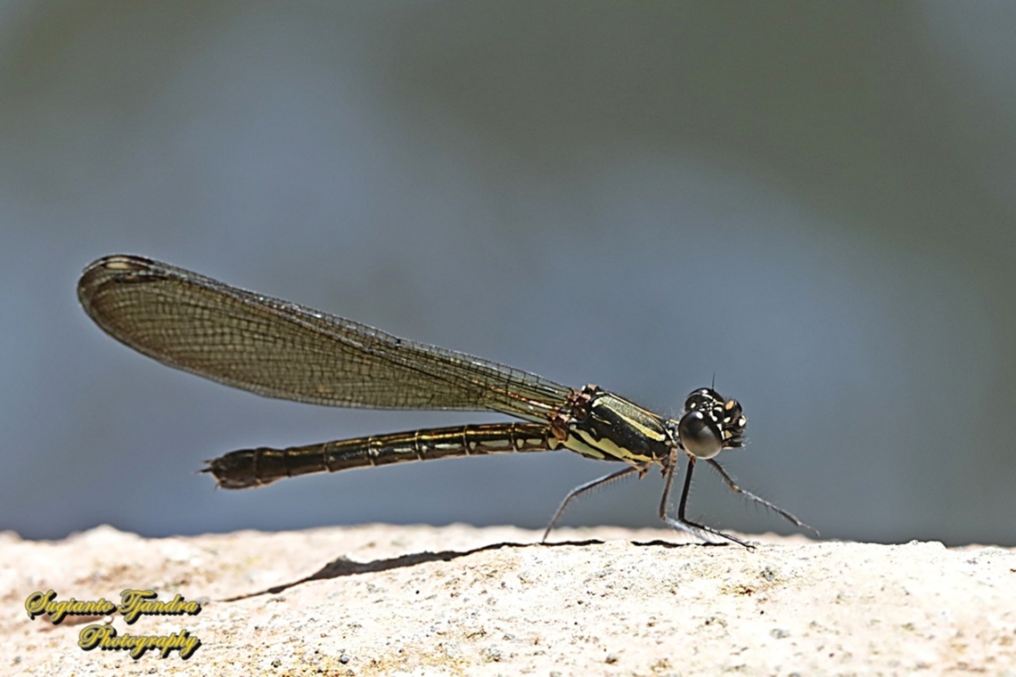 Pink Jewel Dragonfly, Heliocypha fenestrata, family Chlorocyphidae - female  Geotagged,Heliocypha fenestrata,Indonesia,Summer