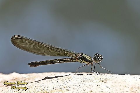 Pink Jewel Dragonfly, Heliocypha fenestrata, family Chlorocyphidae - female  Geotagged,Heliocypha fenestrata,Indonesia,Summer