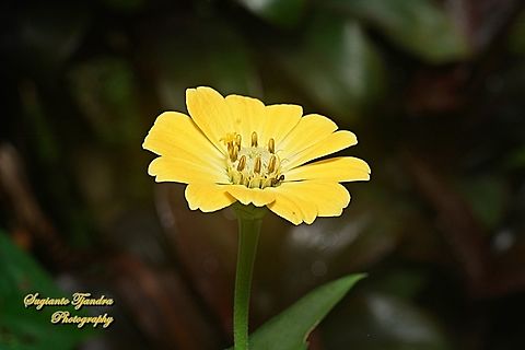 Yellow Zinnia flower, Zinnia elegans  Geotagged,Indonesia,Spring,Zinnia elegans