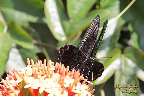 The Jungle Jade, Papilio karna karna, family Papilionidae "sucking nectar on the Jungle geranium flower, Ixora coccinea"  Geotagged,Indonesia,Jungle Jade Swallowtail,Papilio karna,Summer