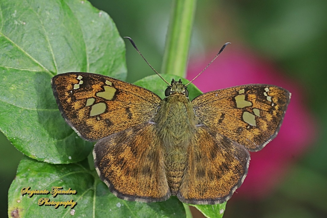 The Fulvous Pied Flat Butterfly, Pseudocoladenia dan eacus (family Hesperiidae)  Fulvous Pied Flat,Geotagged,Indonesia,Pseudocoladenia dan,Summer