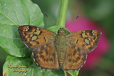 The Fulvous Pied Flat Butterfly, Pseudocoladenia dan eacus (family Hesperiidae)  Fulvous Pied Flat,Geotagged,Indonesia,Pseudocoladenia dan,Summer