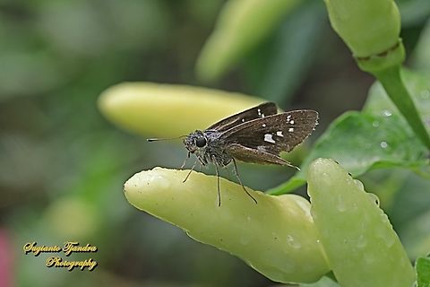 Skipper Butterfly, the Lesser Long-spot Flitter, Isma bononia bononia  Geotagged,Indonesia,Isma bononia,Summer