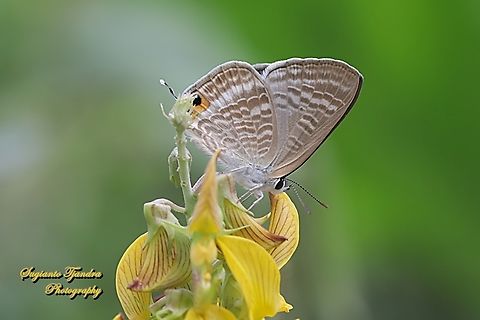 Long-tailed blue Butterfly, Lampides boeticus "standing on the Bunga Orok-orok, Rattle Pods flower, Crotalaria pallida"  Geotagged,Indonesia,Lampides boeticus,Peablue or Long-tailed Blue,Summer