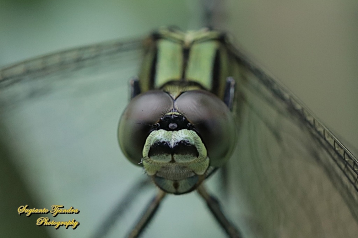 Green Marsh Hawk, Orthetrum sabina "close-up"  Geotagged,Indonesia,Orthetrum sabina,Slender skimmer,Summer