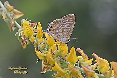 Long-tailed blue Butterfly, Lampides boeticus "standing on the Bunga Orok-orok, Rattle Pods flower, Crotalaria pallida"  Geotagged,Indonesia,Lampides boeticus,Peablue or Long-tailed Blue,Summer