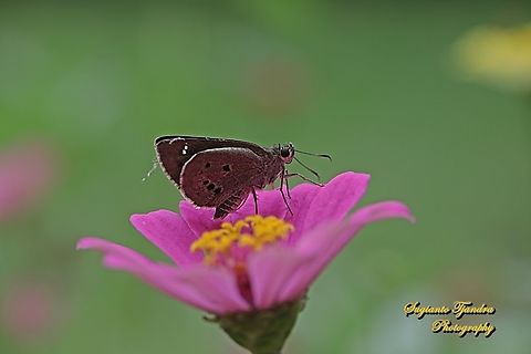 Skipper Butterfly, Palm Bob, Suastus gremius gremius "standing on the Zinnia flower"  Geotagged,Indonesia,Palm Bob,Suastus gremius,Summer