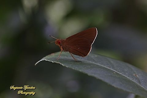 Skipper Butterfly, the common redeye (Matapa Aria)  Common Redeye,Geotagged,Indonesia,Matapa aria,Summer